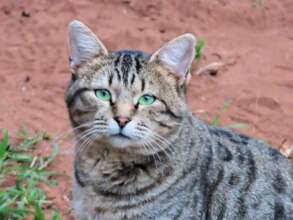 African Wildcat one of many species we protect