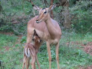Many impala babies have also arrived.