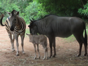 Stripy with Flower Patch and the newborn baby
