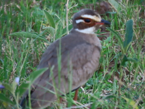 Birds are also at risk