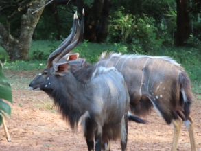 Nyala often targeted