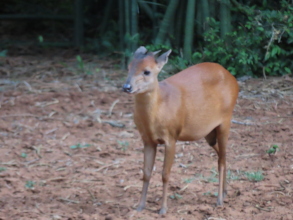 a little red duiker, often targeted but safe too