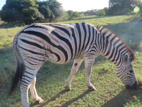 One of our darling zebra kept safe.