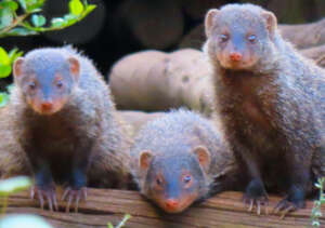 Baby mongoose another species we protect.