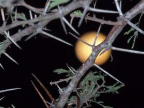 Full-moon light on bush
