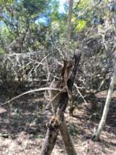 Ilala Palm set to hold snare