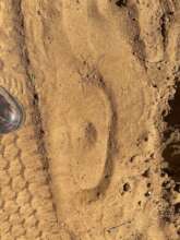 Footprints of Poacher?