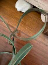 This is how a snare is looped.