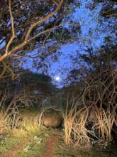 Magic of full moon but poachers use the brightlite