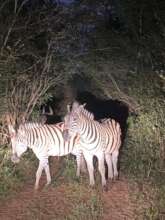 Keeping much loved zebra safe