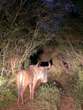 Pollen ngu stays with the zebra and is safe