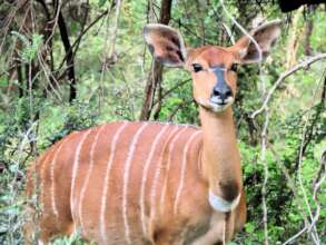 Nyala female also susceptible to poaching
