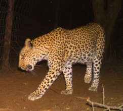 Leopard captured on one of the outdoor cam cameras