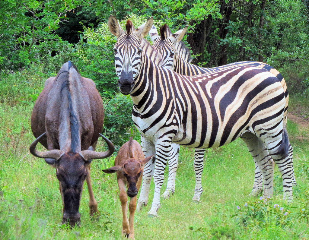 Urgent - Prevent cruel poaching  of rare wildlife