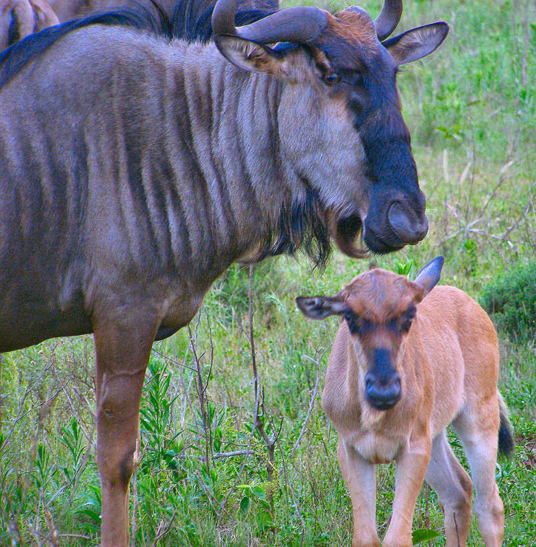 Urgent - Prevent cruel poaching  of rare wildlife