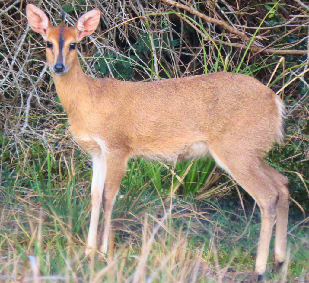 Urgent - Prevent cruel poaching  of rare wildlife