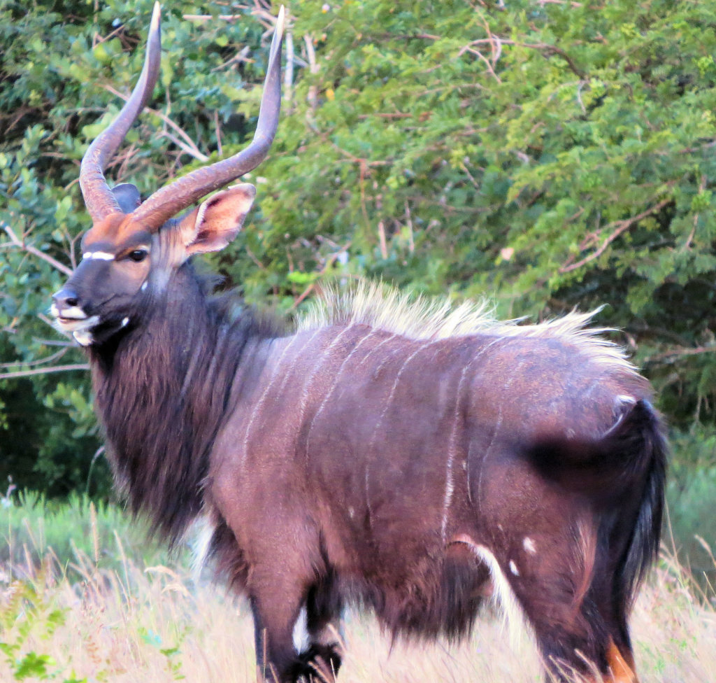 Urgent - Prevent cruel poaching  of rare wildlife