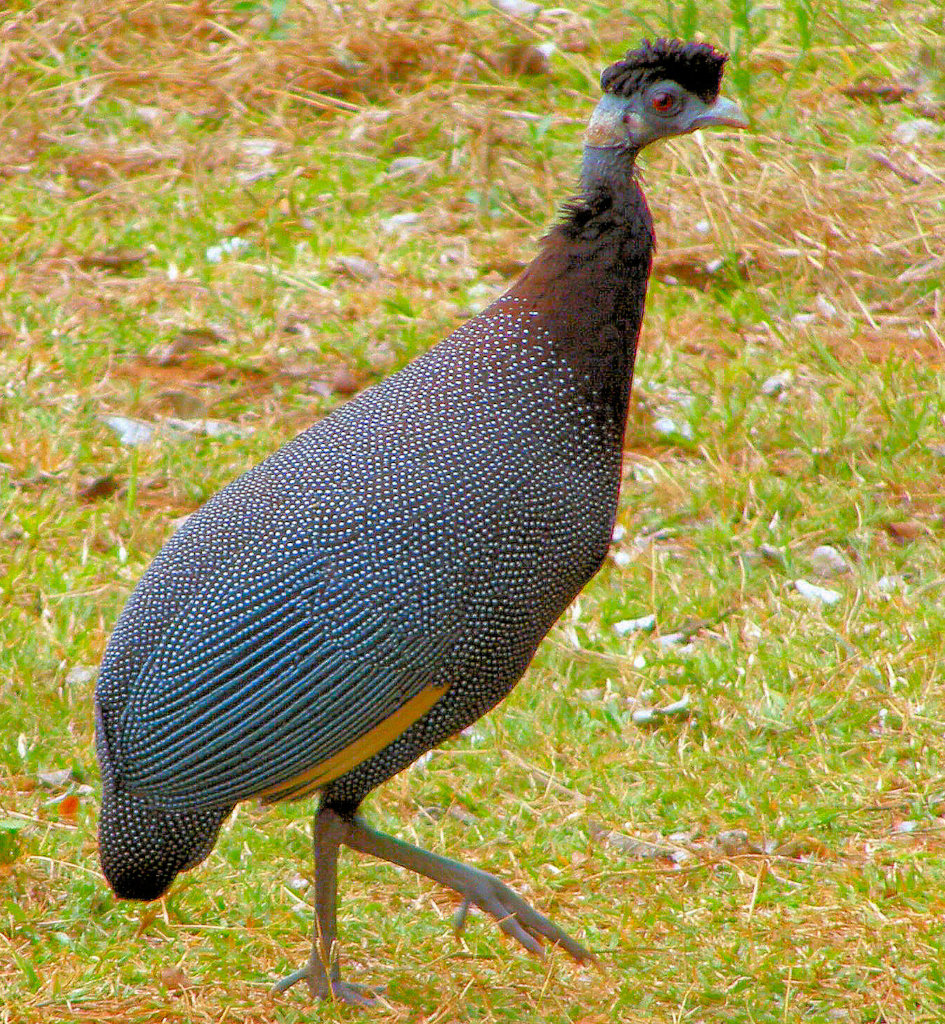 Urgent - Prevent cruel poaching  of rare wildlife