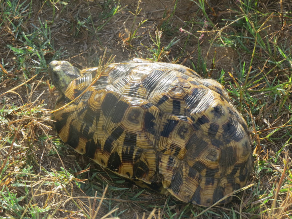 Urgent - Prevent cruel poaching  of rare wildlife