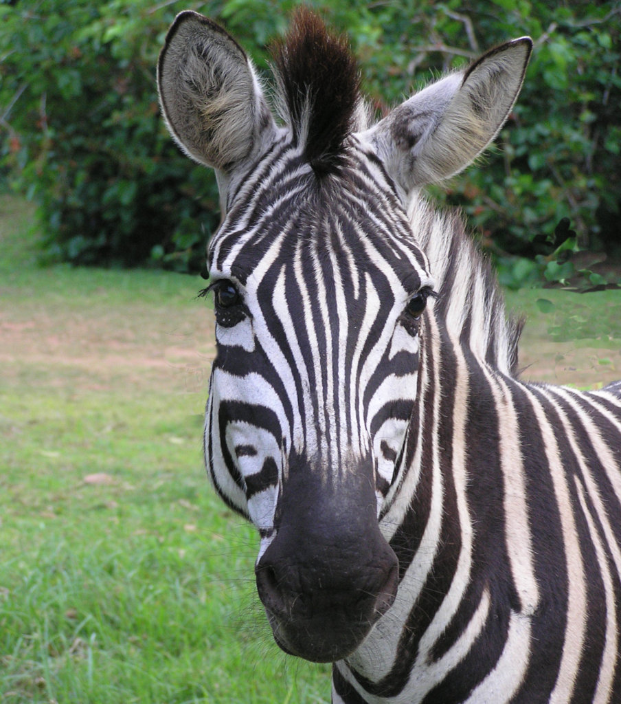 Urgent - Prevent cruel poaching  of rare wildlife