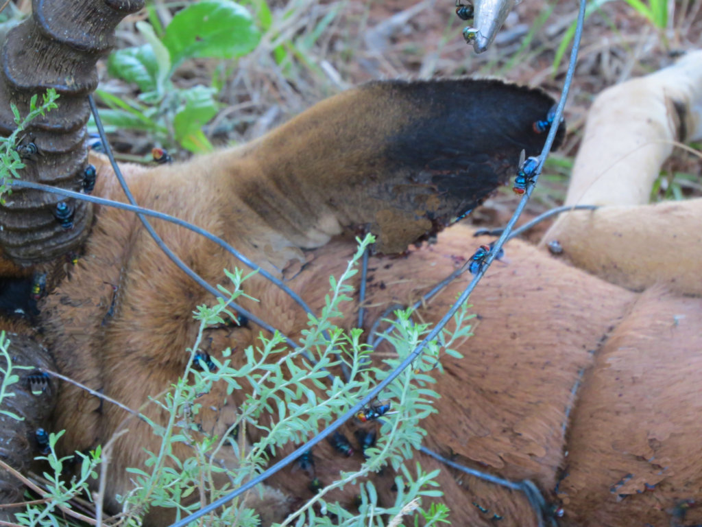Urgent - Prevent poaching crisis due to COVID-19