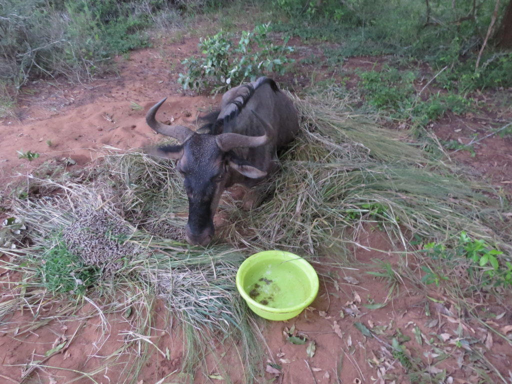 Injured Wildebeest snared