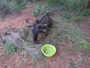 Injured Wildebeest snared