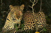 Urgent - Prevent poaching crisis due to COVID-19