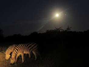 Moon illuminating the wild