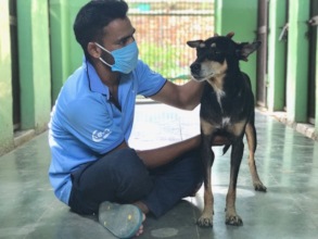 TOLFA staff in mask caring for dog in our kennels