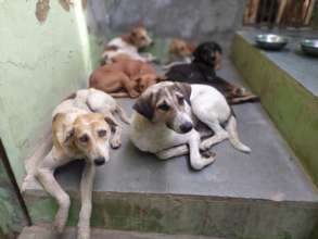Some of the 300 dogs we help during Urs festival