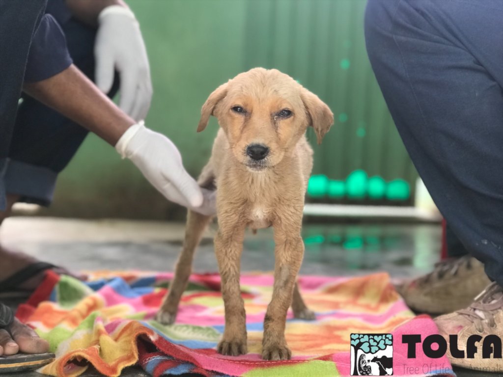 We are now heading in to the busy 'puppy season'