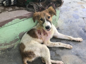 Young dog with dog bite wound from fight over food