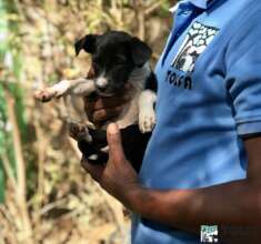Just one of hundreds of pups helped in Dec & Jan