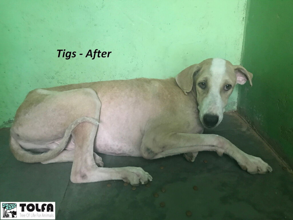 Reports on Help our Animal Hospital Survive Covid-19 Crisis - GlobalGiving