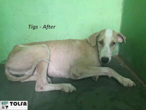 Tigs after his treatment for mange at TOLFA