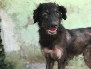 Dog with mange rescued from the city streets