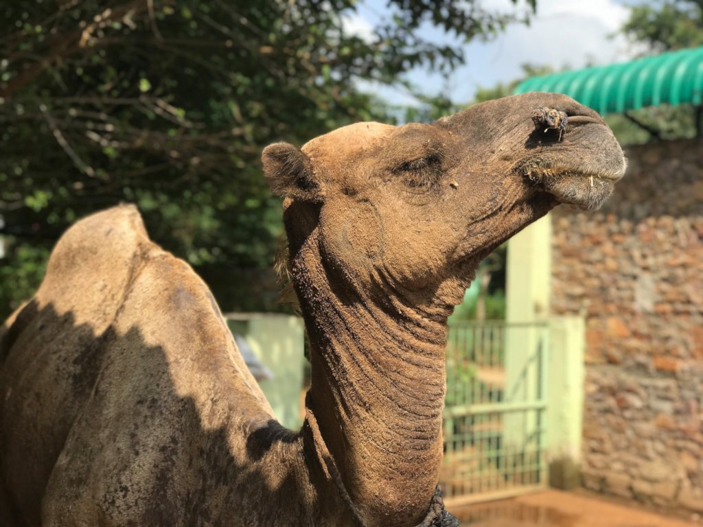 An older camel, found abandoned, now safe at TOLFA