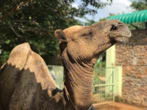 An older camel, found abandoned, now safe at TOLFA