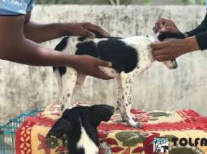 Rescued puppies being vaccinated against rabies