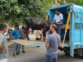 Our team out and about on a cow rescue