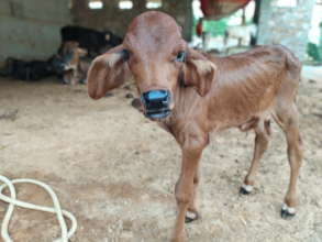 Orphaned calf found wandering alone, now at TOLFA