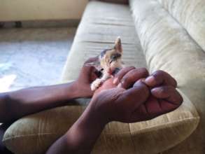 Tiny kitten being hand-reared by dedicated staff