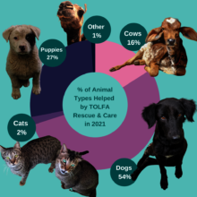 This chart shows the animals helped by Rescue