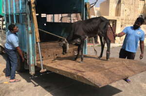 Karthik being rescued by our Large Animal Team