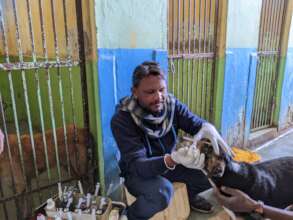 Staff work through all weathers to help animals