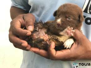 Tiny puppy after a successful hernia operation