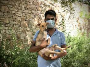 Puppy hit by a vehicle, we had to amputate her leg