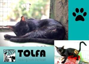 Before & After of a cat with an infected wound