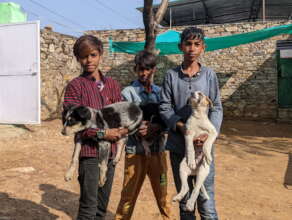 Village boys bring pups to our clinic for check up